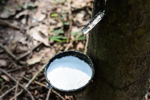 Rubber tree Stock-Fotos