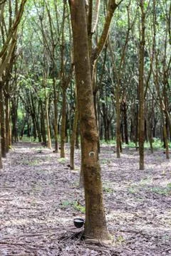 Rubber tree Foto stock