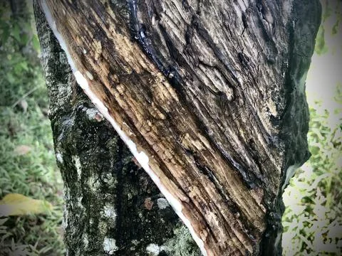 Rubber tree Stock Photos