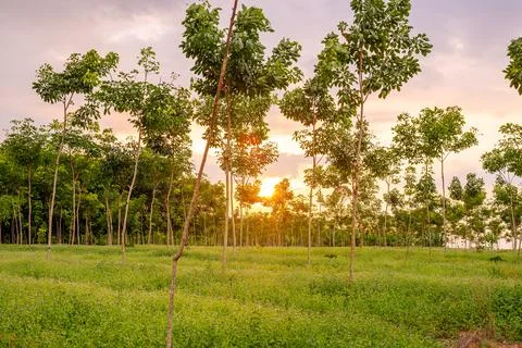 Rubber tree Stock Photos