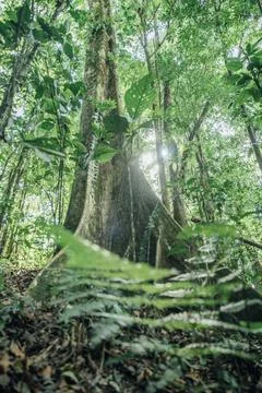 Rubber Tree Stock Photos