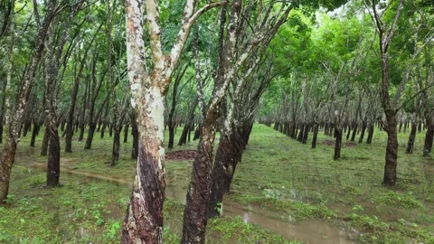 Rubber Tree Plantation After Rain Stock Footage 337896082