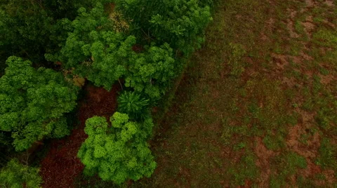 Rubber tree plantation field forest hill panning Stock Footage 53825179