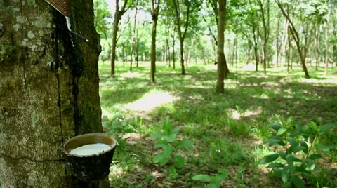 Rubber Tree with plantation Vidéo 32247479