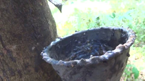 Rubber tree plantation Stock Footage 48573205