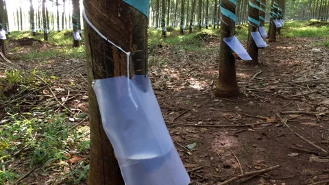 Rubber tree plantation Video stock 90234886