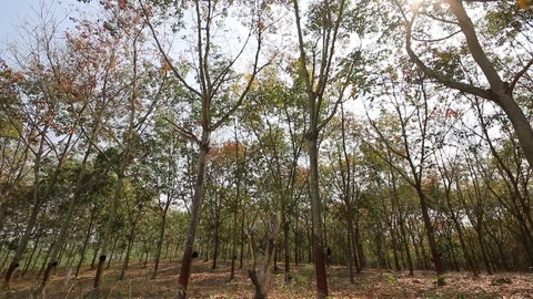 Rubber tree plantation Stock Footage 97040397