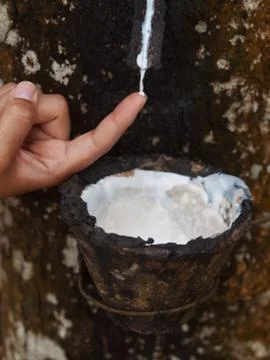 Rubber tree plantation Foto stock