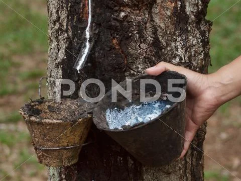 Rubber tree plantation Stock Photos