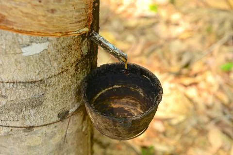 Rubber tree plantation Foto stock