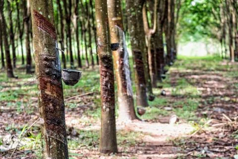 Rubber tree plantation Stock Photos