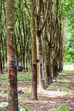 Rubber tree plantation Stock Photos