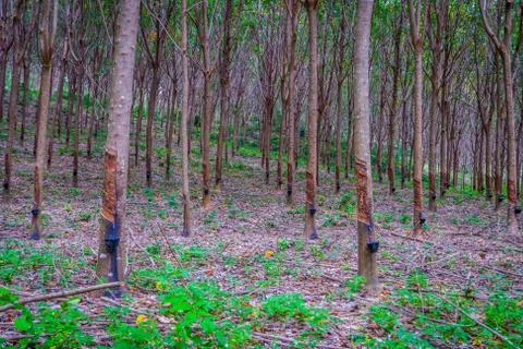 Rubber tree plantation Stock Photos