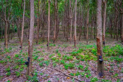 Rubber tree plantation Stock Photos
