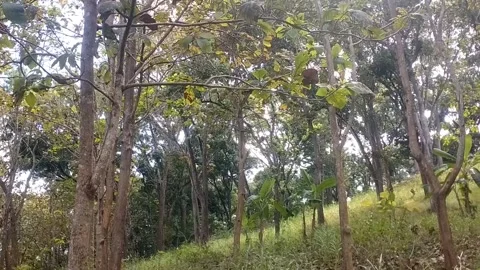 Rubber Tree Plantation on a Sloping Hill Stock Footage 338375068