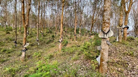Rubber Tree Plantation for Sustainability Stock Footage 290080743