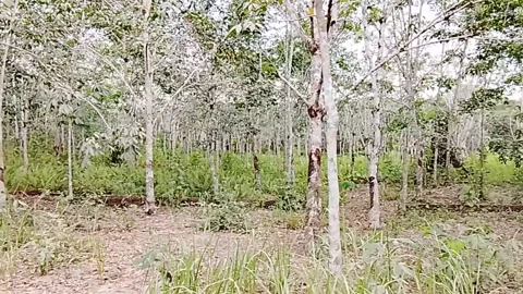 Rubber Tree Plantation with Tapping Marks in Central Kalimantan Stock Footage 340347664