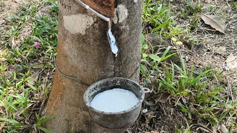 Rubber Tree Plantation, a traditional method of latex extraction. natural l.. Stock-Footage 308163375