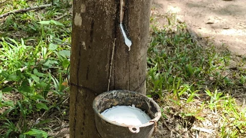 Rubber Tree Plantation, a traditional method of latex extraction Stock Footage 308468492