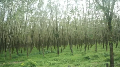 Rubber tree plantation view from car driving Video stock 68984071