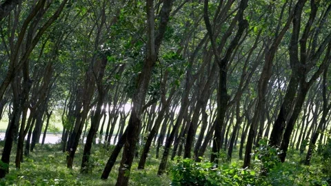 Rubber tree plantation in the wind. Trees in the forest. Beauty in nature Stock Footage 152497595