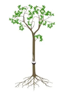 Rubber tree with roots on a white background Stock Illustration