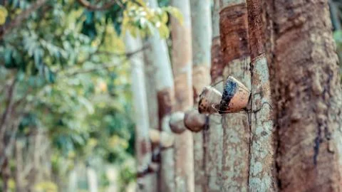 Rubber tree in row at a rubber tree plantation Foto stock