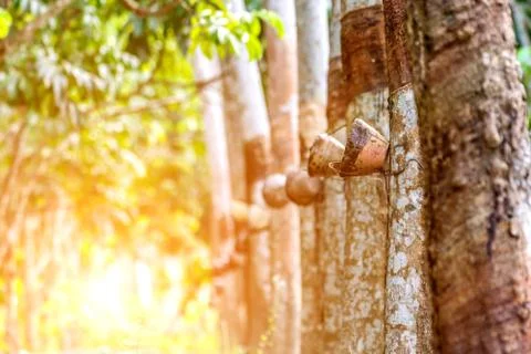 Rubber tree in row at a rubber tree plantation Foto stock