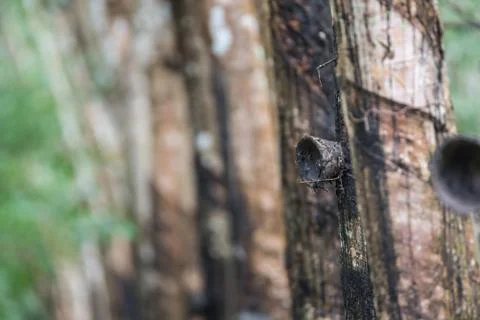 Rubber tree in row at a rubber tree plantation Foto stock