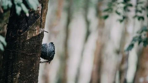 Rubber tree in row at a rubber tree plantation Stock Photos