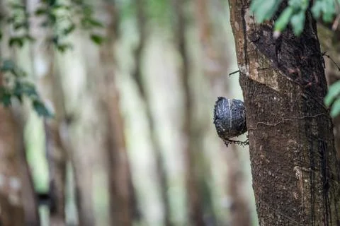 Rubber tree in row at a rubber tree plantation Foto stock