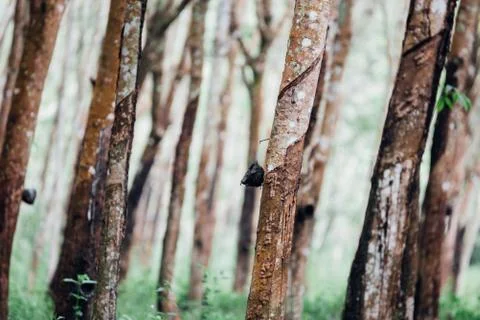 Rubber tree in row at a rubber tree plantation Foto stock