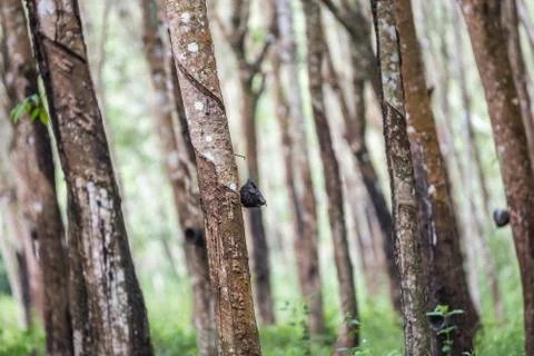 Rubber tree in row at a rubber tree plantation Foto stock