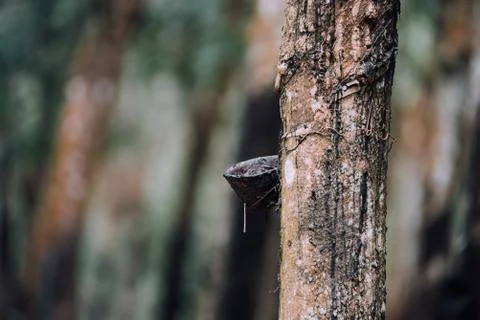 Rubber tree in row at a rubber tree plantation Foto stock