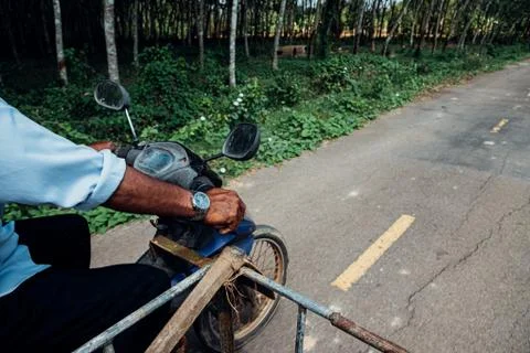 Rubber tree in row at a rubber tree plantation Stock-Fotos