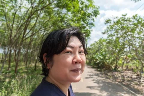 Rubber tree in row at a rubber tree plantation Stock-Fotos