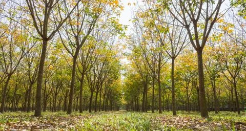 Rubber Tree in Rubber Forest Background Wide View Stock Photos