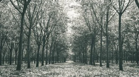 Rubber Tree in Rubber Forest Background Low Angle Black White Stock Photos