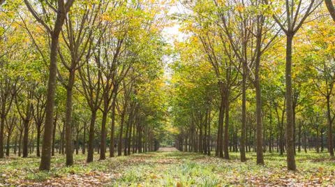 Rubber Tree in Rubber Forest Background Low Angle Stock Photos