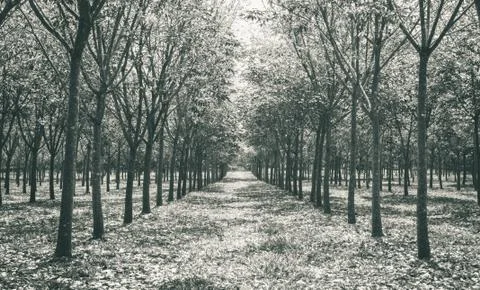 Rubber Tree in Rubber Forest Background Normal Black White Stock Photos