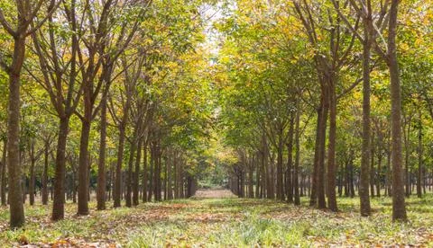 Rubber Tree in Rubber Forest Background Low Angle Close Up Stock Photos