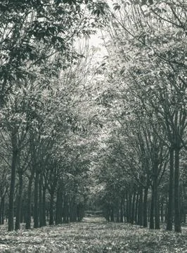 Rubber Tree in Rubber Forest Background Normal View Vertical Black White Stock Photos