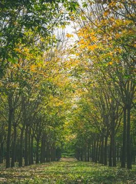 Rubber Tree in Rubber Forest Background Normal View Vertical Vintage Stock Photos