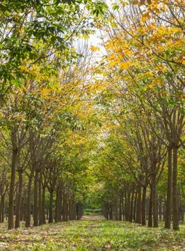Rubber Tree in Rubber Forest Background Normal View Vertical Stock Photos