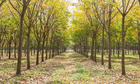 Rubber Tree in Rubber Forest Background Normal View Fotos Stock