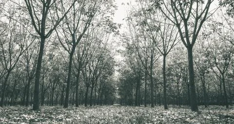 Rubber Tree in Rubber Forest Background Wide View Black White Stock Photos