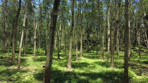 Rubber tree, rubber plantations Stock Footage 213562503