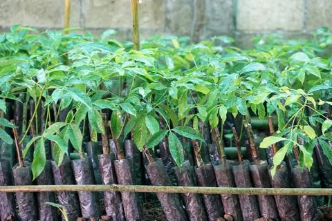 Rubber tree seedlings growing in plastic nursery bags in a plant nursery. Young  Foto stock