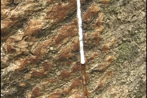 Rubber tree in the state of Acre, Brazil. Stock Footage 24256400