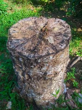 Rubber tree stump with a unique texture Stock Photos